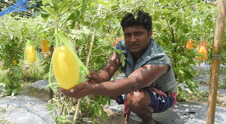 শ্রীপুরে হলুদ তরমুজের ভালো ফলন আশাবাদি করছে চাষিদের